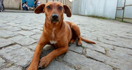 Candidato ao Senado também promete manter programa de esterilização e destinar R$ 1 milhão para compra de ração