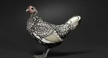 Raça britânica Sebright chama atenção pela plumagem ornamental e aparência que parece feita à mão