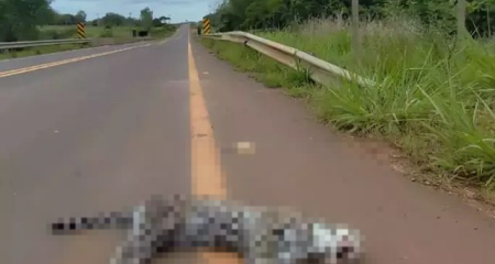 O animal era uma jaguatirica macho e adulta e sofreu diversos ferimentos na cabeça