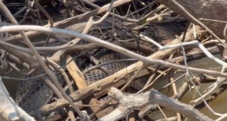 O animal estava em processo de digest&atilde;o e chamou a aten&ccedil;&atilde;o dos pescadores, que pensaram que a sucuri poderia estar morta