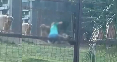 Imagens encaminhadas à polícia mostram mulher batendo no animal; ela afirma que tentava separar cães durante uma briga