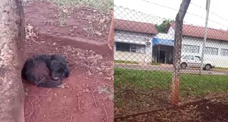 Animal foi visto por trabalhadores e estudantes nas proximidades do Centro de Controle de Zoonoses; segundo testemunha, equipe se recusou a recolh&ecirc;-lo por n&atilde;o apresentar ferimentos
