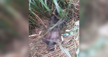 Vítima foi localizada em área de vegetação em Pedro Juan Caballero, cidade paraguaia que faz fronteira com Ponta Porã