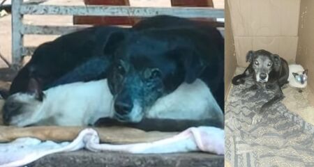 Conhecido como Negão, animal era cuidado por uma moradora há 2 anos e está internado com lesões na coluna; ONG faz campanha para custear tratamento