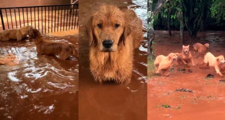 Animais ficaram molhados, mas aproveitaram a lama para brincar depois
