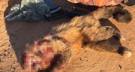 Polícia Militar Ambiental encontrou seis espingardas, munições e cinco cães utilizados na perseguição de animais silvestres