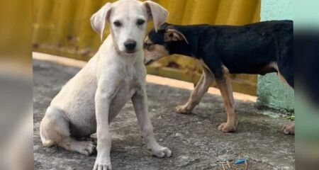 Animais estavam em &aacute;rea externa, sem prote&ccedil;&atilde;o contra chuva e calor