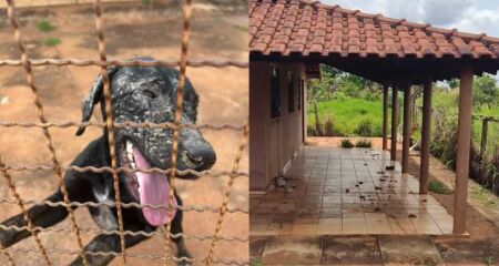 Animal estava em ambiente insalubre, com fezes espalhadas e água suja