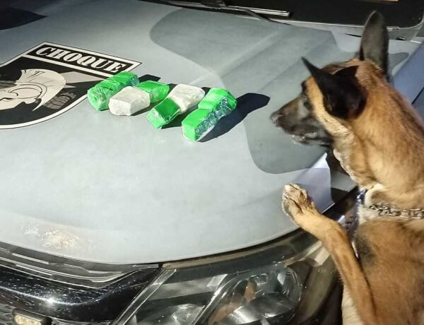 Drogas foram encontradas com auxílio do cão farejador