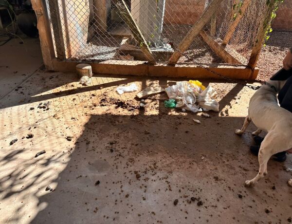 O tutor se apresentou no local e foi indiciado pelo crime de maus-tratos a animais