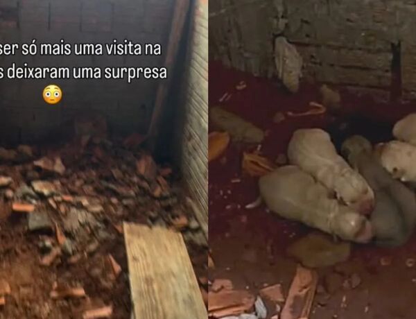 Ap&oacute;s perder animais de estima&ccedil;&atilde;o, mulher encontra ninhada em terreno e decide garantir cuidados e ado&ccedil;&atilde;o respons&aacute;vel para todos
