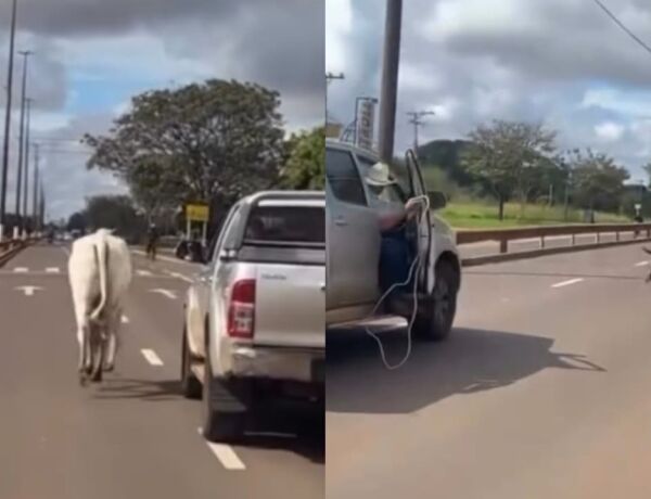 Passageiro de caminhonete foi flagrado tentando la&ccedil;ar o animal no meio da avenida