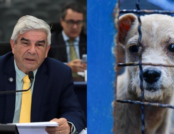 Veterin&aacute;rio Francisco cobrou estrutura digna e alertou que o abandono de animais nas ruas afeta diretamente a sa&uacute;de p&uacute;blica