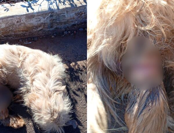 Animal segue abandonado pelas ruas do Vil&aacute;gio Vit&oacute;ria