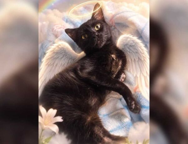 Animal foi encontrado com graves les&otilde;es nas patas e passou por procedimento cir&uacute;rgico