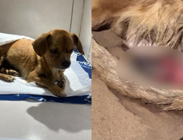 Animal foi resgatado por grupo de amigos que fazem campanha para salv&aacute;-la 