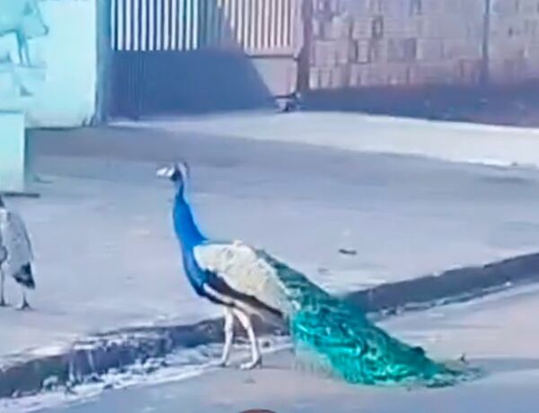 Animais estavam soltos na rua e foram flagrados por moradora