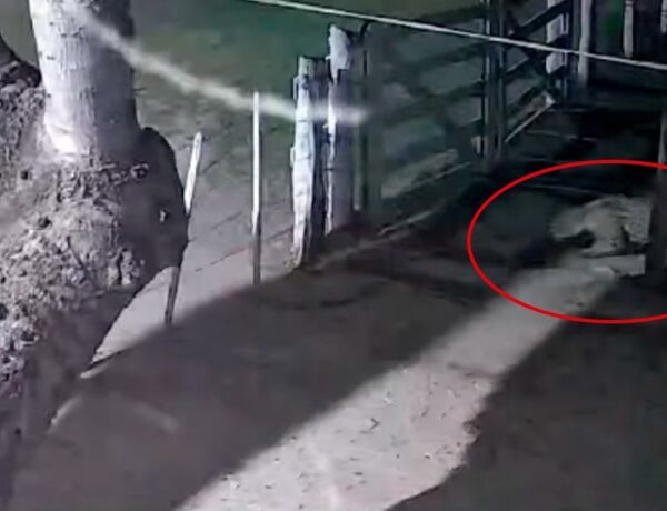 A c&acirc;mera registrou o momento que a on&ccedil;a passa por baixo de uma cerca e avan&ccedil;a contra um dos animais
