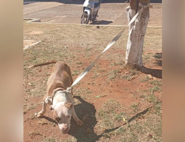 Os moradores conseguiram prender o animal a uma &aacute;rvore e est&atilde;o procurando os tutores da cadela