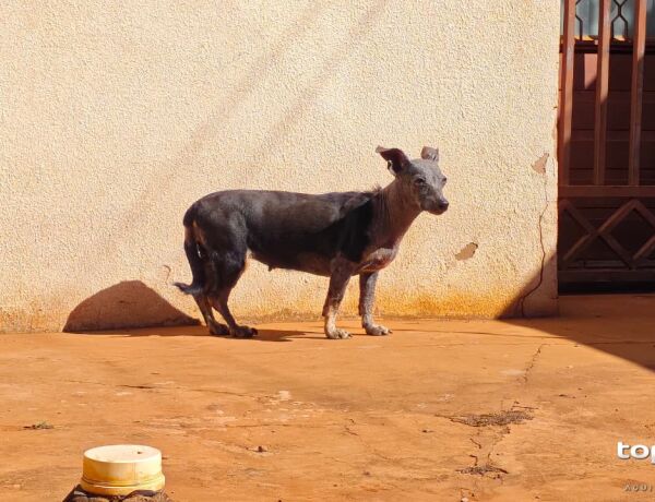 Vizinho disse que animal fica sozinho e recebe visita uma vez na semana