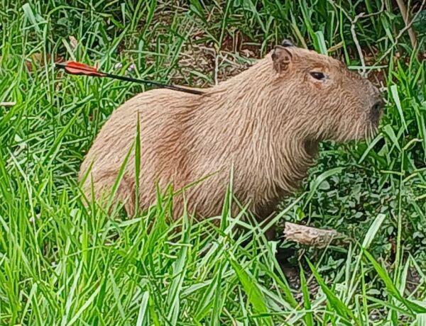 Animal foi visto por moradora &agrave;s margens do Rio Anhandu&iacute;, no Guanandi; PMA e equipe do Cras fazem buscas para levar capivara a atendimento veterin&aacute;rio
