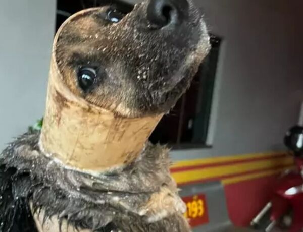 Equipes do Corpo de Bombeiros precisaram de uma hora para remover o animal