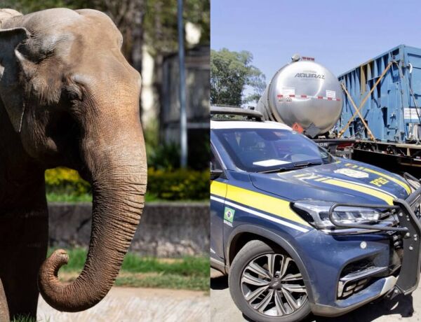 O gigante chegou a fazer uma parada em Campo Grande, onde se alimentou e tomou &aacute;gua