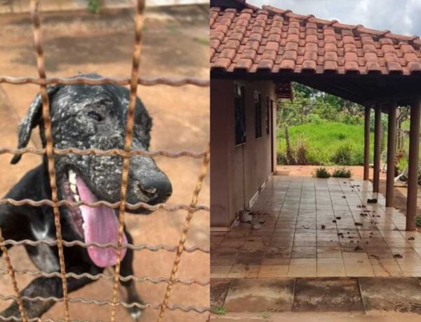 Animal estava em ambiente insalubre, com fezes espalhadas e &aacute;gua suja