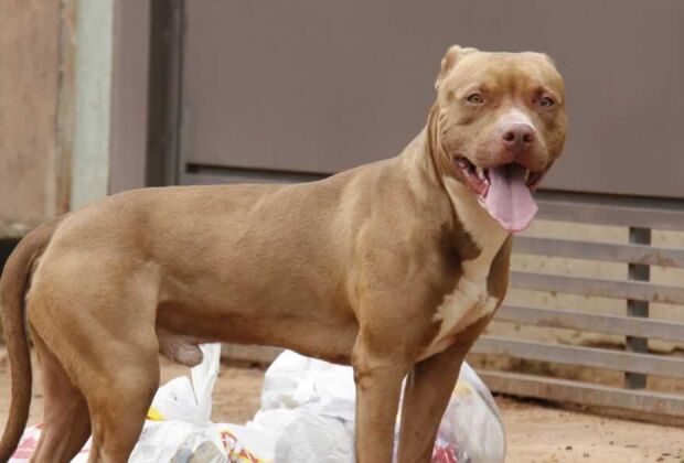 Tutora do animal relatou a polícia que outros dois cães morreram na mesma circunstância