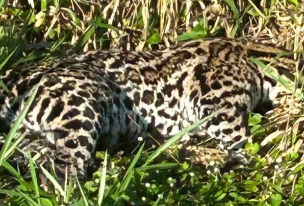 O corpo do animal estava ca&iacute;do em uma &aacute;rea de mata 
