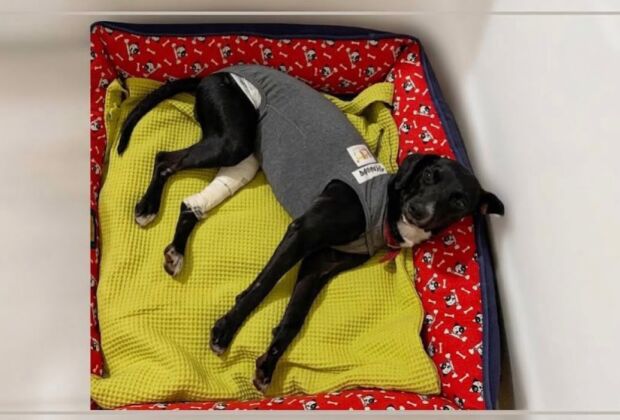 Cadela que circulava pela regi&atilde;o da Superintend&ecirc;ncia da Pol&iacute;cia Federal precisou passar por cirurgia e interna&ccedil;&atilde;o; d&iacute;vida veterin&aacute;ria chega a R$ 4,2 mil