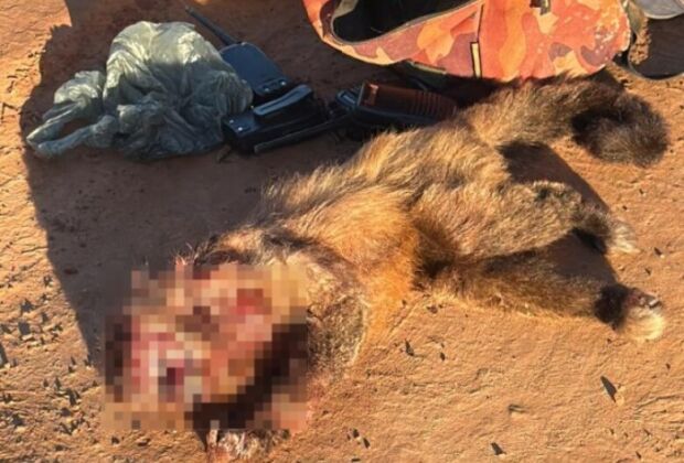 Pol&iacute;cia Militar Ambiental encontrou seis espingardas, muni&ccedil;&otilde;es e cinco c&atilde;es utilizados na persegui&ccedil;&atilde;o de animais silvestres