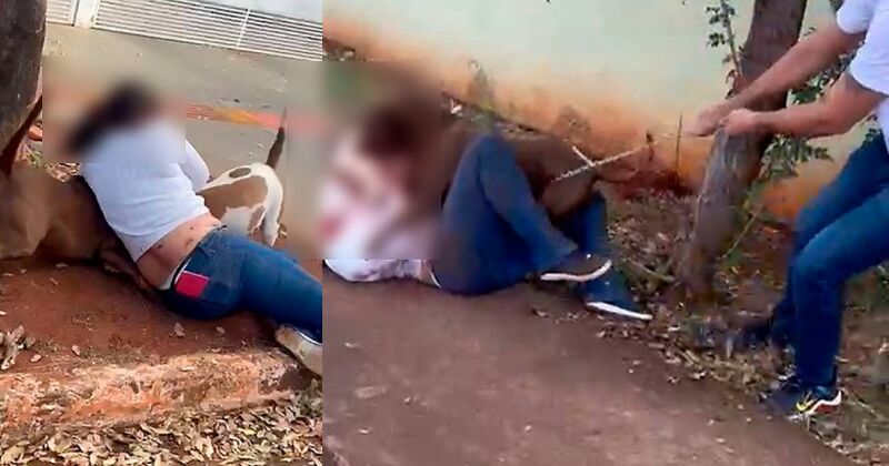 Gravação tem mais de 4 minutos; situação é desesperadora, com tutora no chão tentando separar os animais