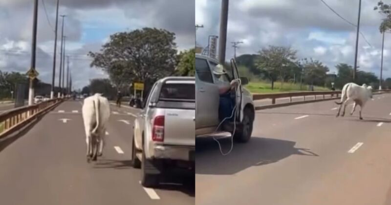 Passageiro de caminhonete foi flagrado tentando la&ccedil;ar o animal no meio da avenida