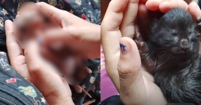 Moradora chorou ao encontrar tr&ecirc;s filhotes mortos ap&oacute;s o temporal invadir a comunidade onde vivem cerca de 140 fam&iacute;lias