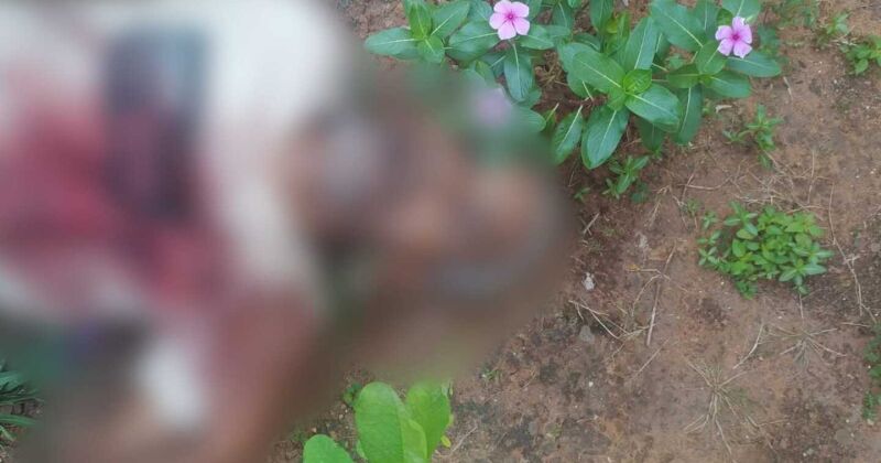 Moradora ouviu disparos durante a noite e encontrou Sebasti&atilde;o no jardim ao sair para ir &agrave; igreja