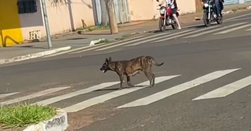Tigrinha &eacute; conhecida dos comerciantes da regi&atilde;o efoi registrada por motorista de aplicativo