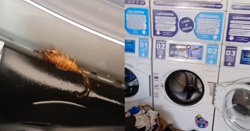 Animal estava na borda de uma das m&aacute;quinas no momento do ataque