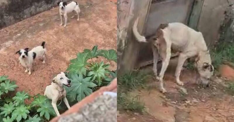 Segundo vizinhos, tutora fica dias sem aparecer e animais dependem de &aacute;gua e ra&ccedil;&atilde;o dadas pela grade