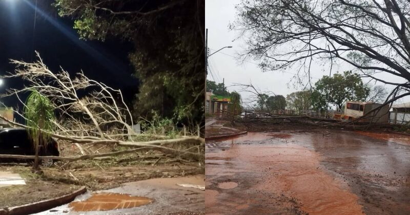 Moradores afirmam que j&aacute; haviam alertado sobre &aacute;rvores velhas no bairro e cobram retirada ap&oacute;s queda sobre carro