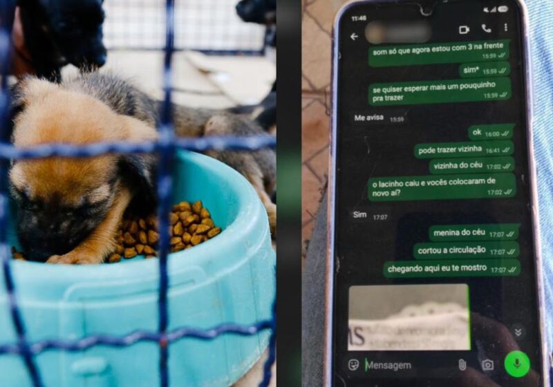 Imagem Ilustrativa/Conversa entre tutora e pet shop cedida ao TopM&iacute;diaNews
