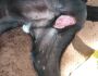 Cachorros têm genitais mutilados na zona rural de Nova Andradina