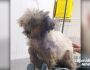 Vídeo: dono abandona poodle com olho em putrefação, sem água ou comida