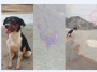 Pit Bul avança e machuca cachorro em residência no Jardim Samambaia