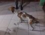 PMA resgata cinco cachorros passando fome e com sarna em Aquidauana