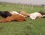 Fiação cai e mata 50 bovinos e cavalos eletrocutados durante temporal em MS (vídeo)