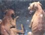 Família mata dois cães de fome e sobreviventes comem mortos em Campo Grande