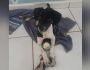 Professora resgata cachorra da chuva e 'Pintadinha' agora precisa de um lar em Campo Grande