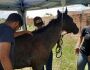 Dono de égua que foi abandonada em bairro de Campo Grande é preso e multado