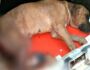 'Pirata' tenta castrar cão sem anestesia e deixa bicho mutilado em Jateí